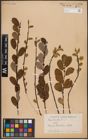 Foto von Salix aurita L.